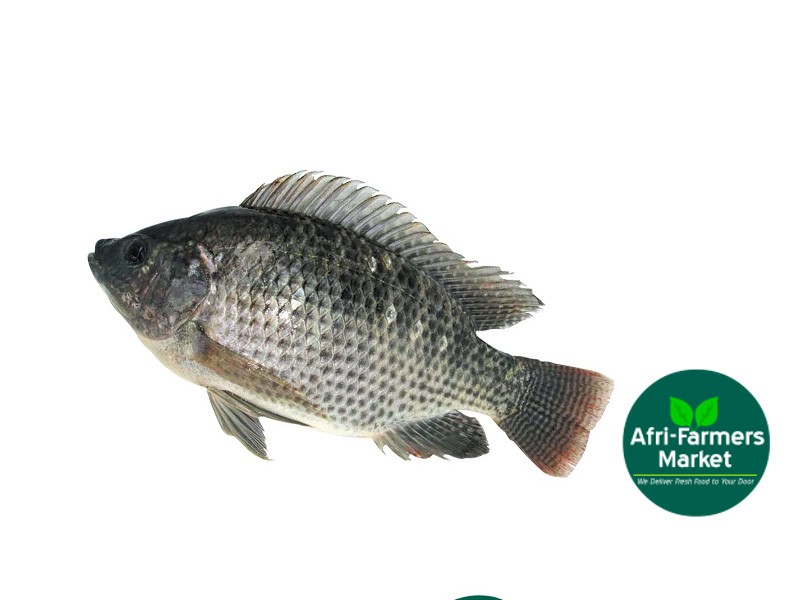 Tilapia fish